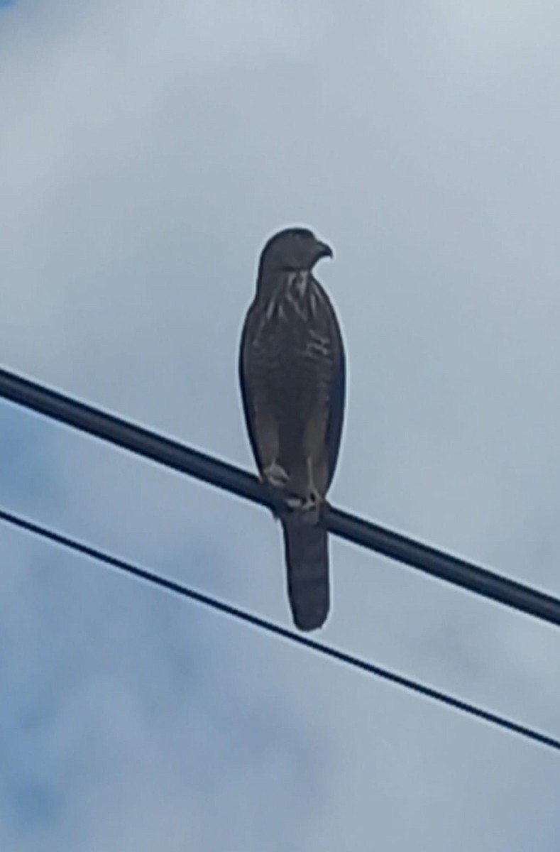 Roadside Hawk - ML618292775