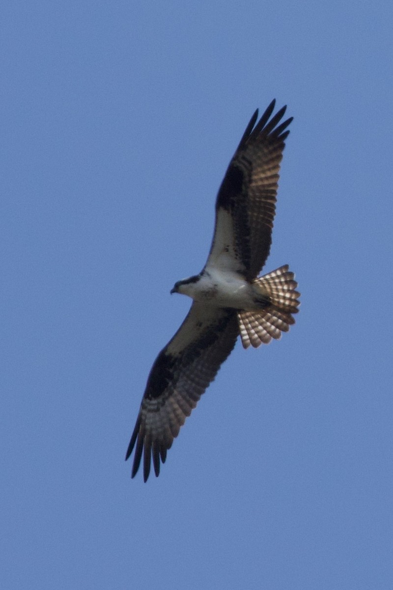 Osprey - ML618292780