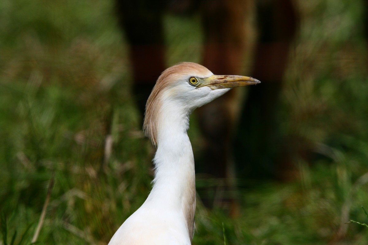 Чапля єгипетська (підвид ibis) - ML618292788