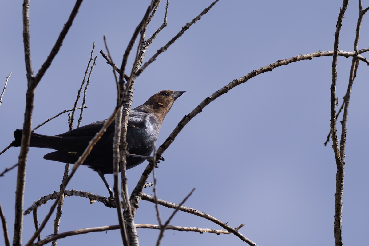 Brown-headed Cowbird - Roger Kohn