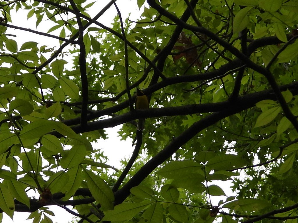 Hooded Warbler - ML618292804