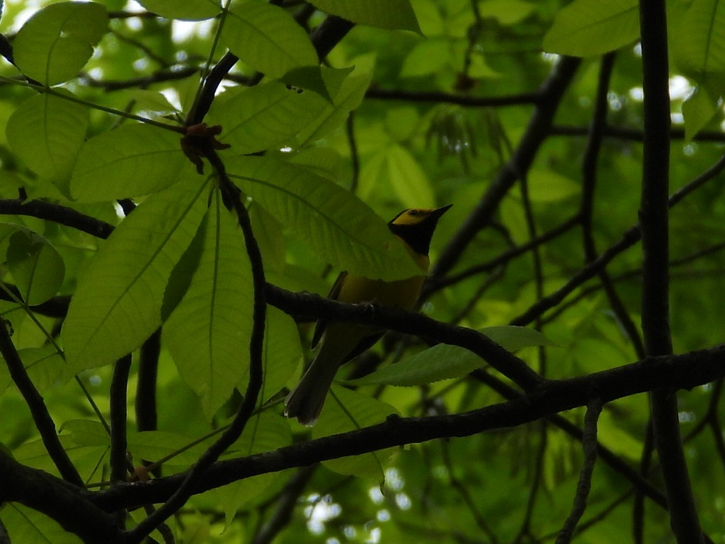 Hooded Warbler - Mike Thelen