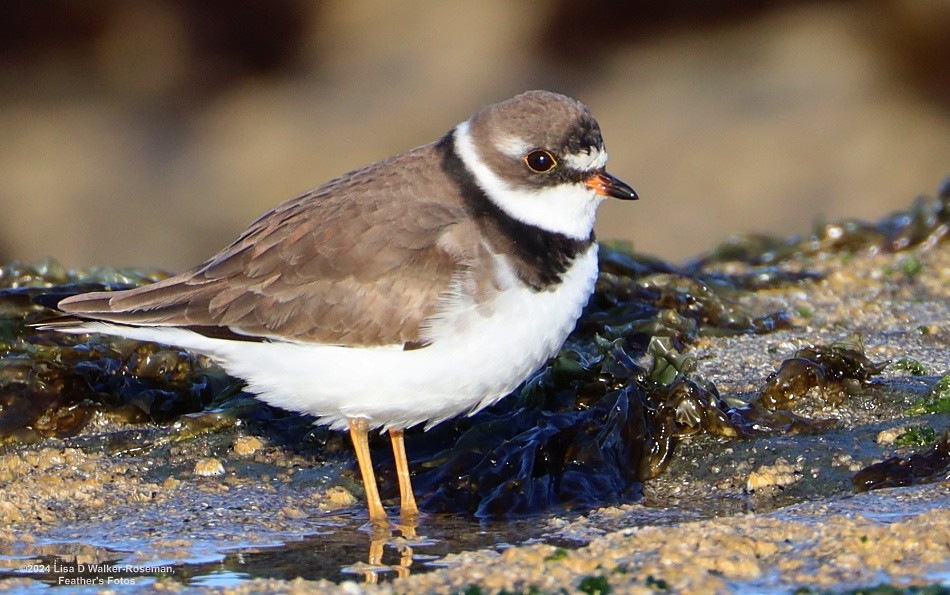 Semipalmated Plover - Lisa Walker-Roseman