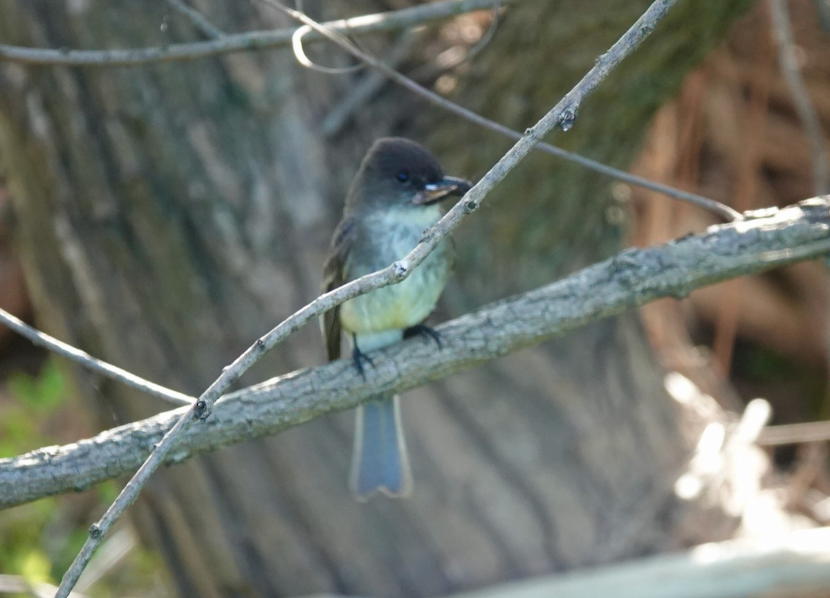 Eastern Phoebe - Barbara Bennett