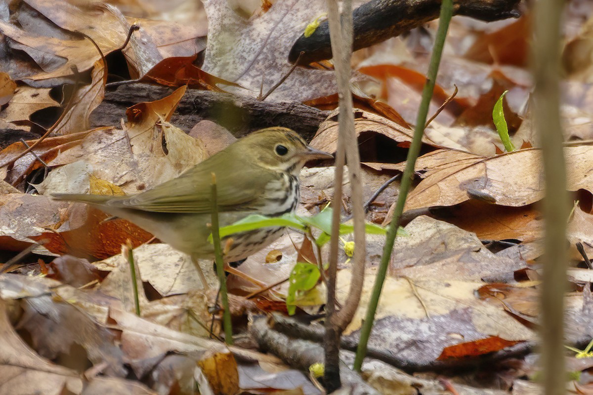 Ovenbird - Jeanne Verhulst