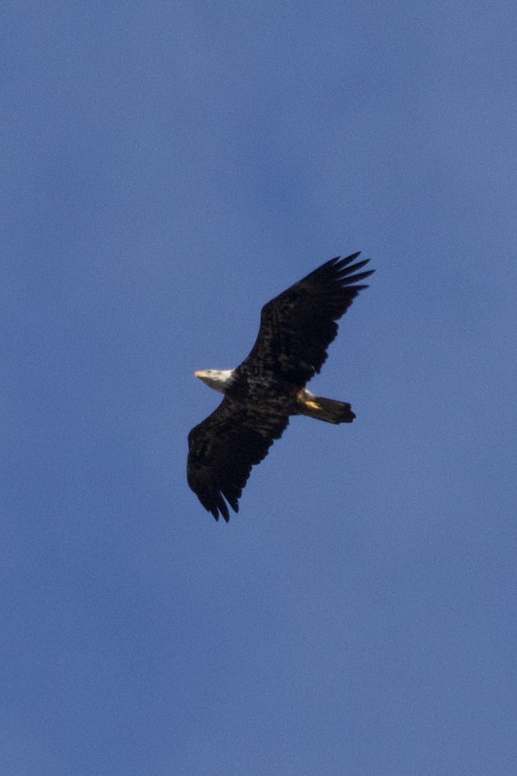 Bald Eagle - Mathias & Sharon Mutzl