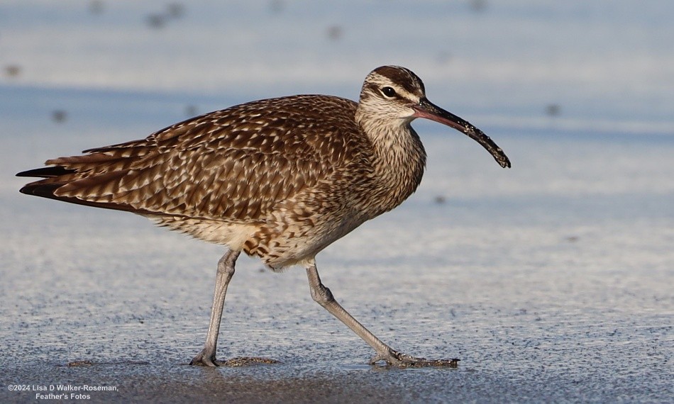 Whimbrel - Lisa Walker-Roseman