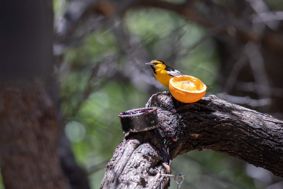 Bullock's Oriole - Michael Sadat