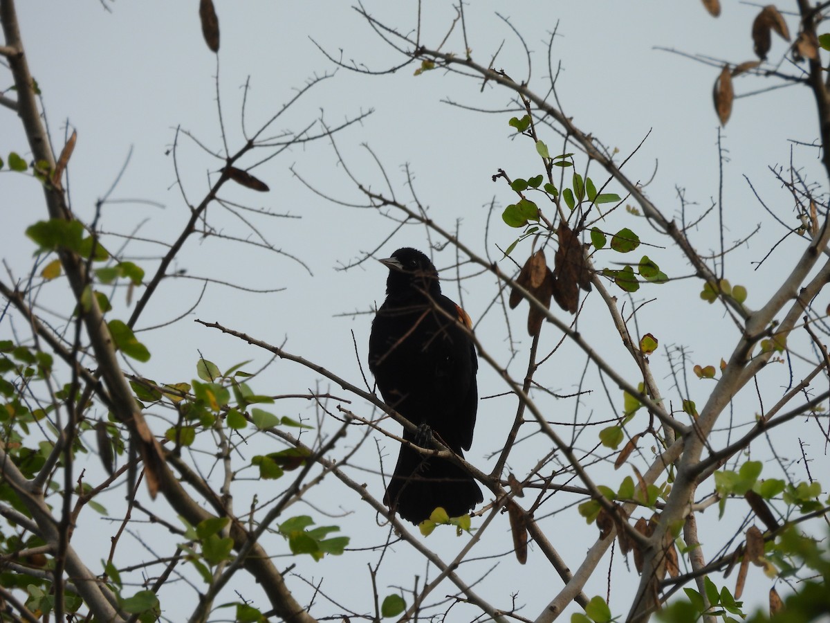 Red-winged Blackbird - Manuel Graniel