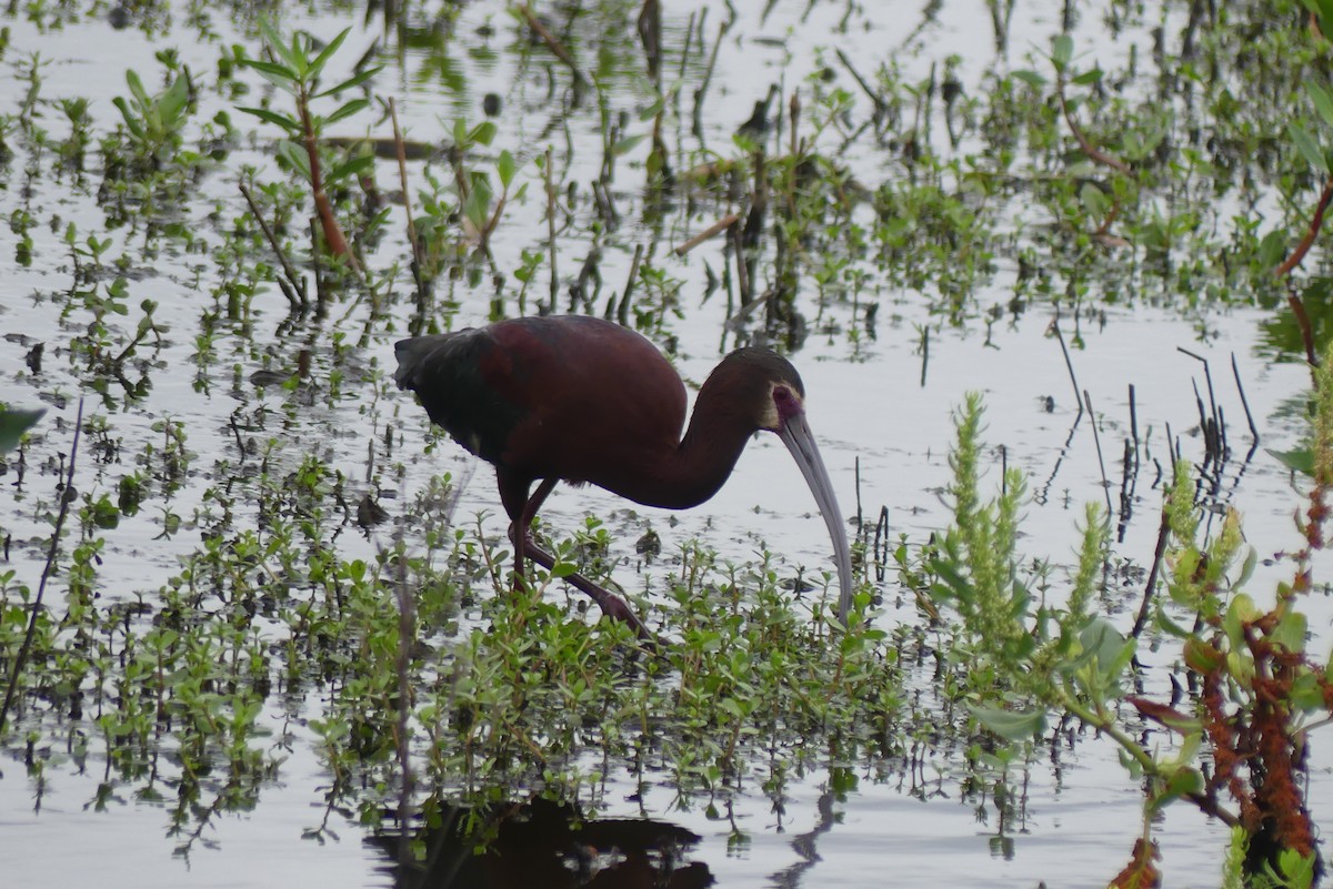 Ibis à face blanche - ML618292840