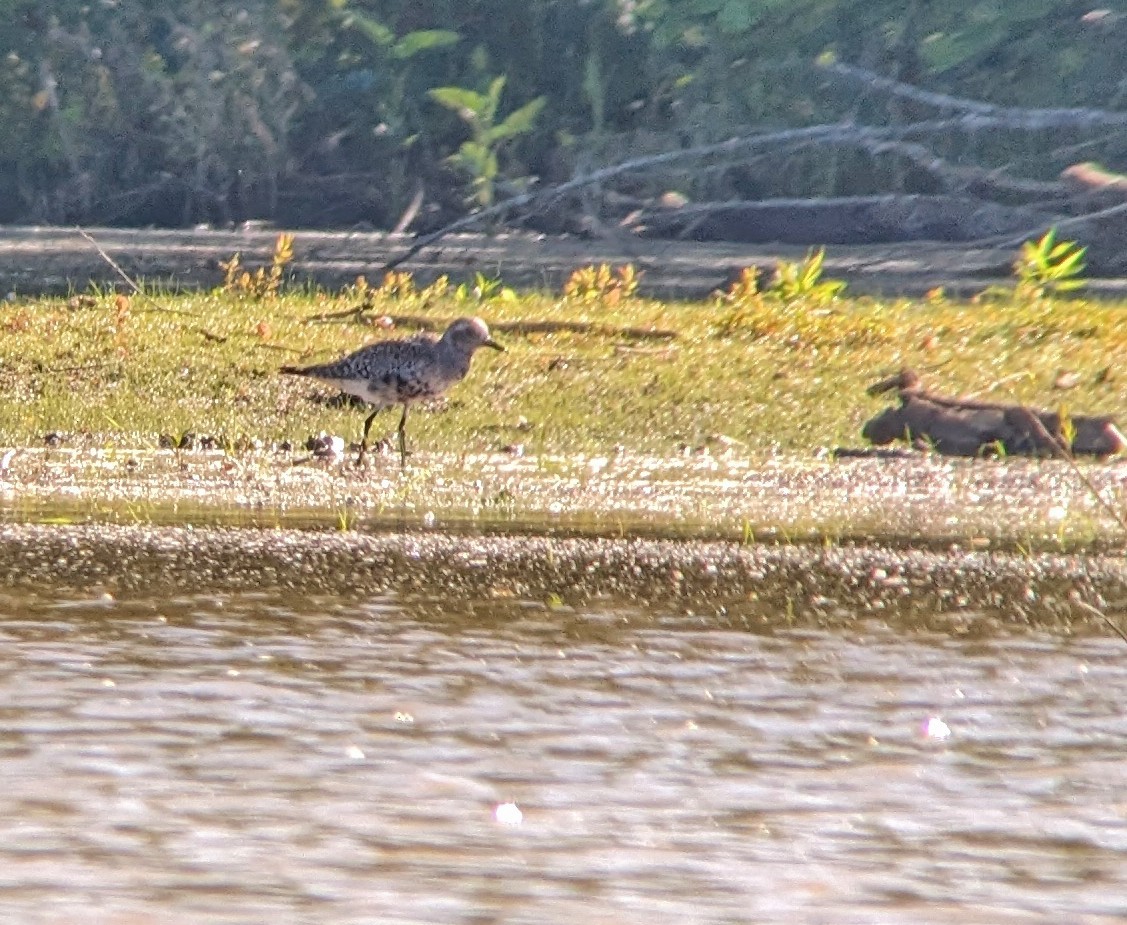 Black-bellied Plover - Andrew Thornton