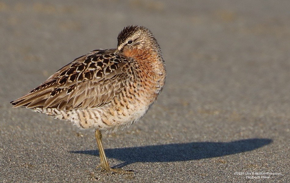 Short-billed Dowitcher - ML618292850