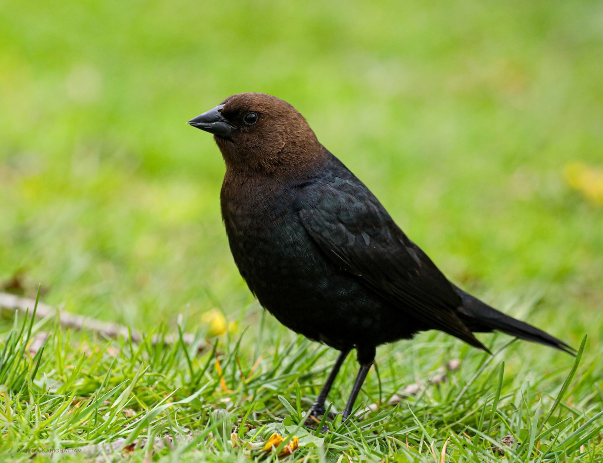 Brown-headed Cowbird - Arav and Aranya Karighattam