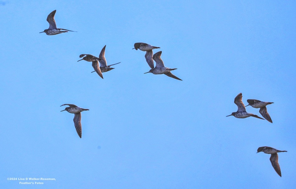 Greater Yellowlegs - Lisa Walker-Roseman