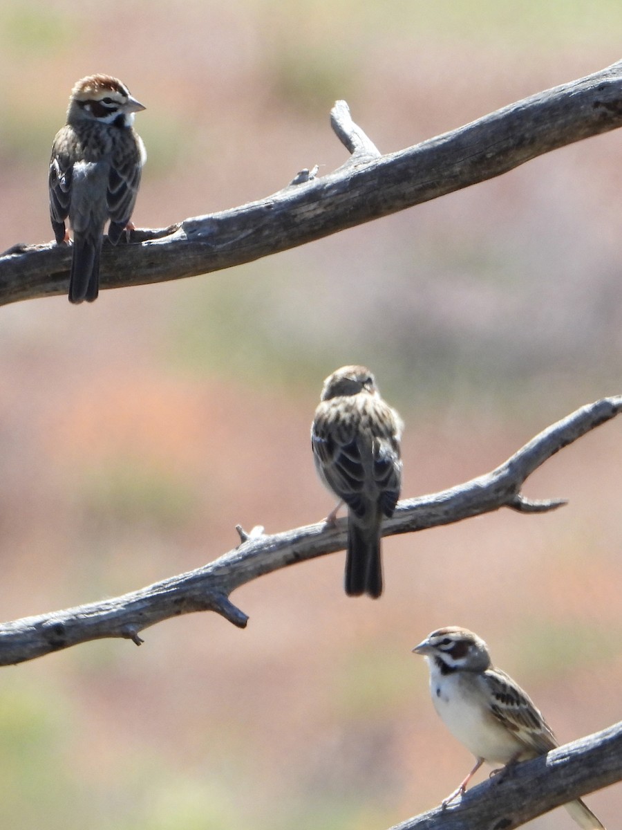 Lark Sparrow - Debbie Jacquez