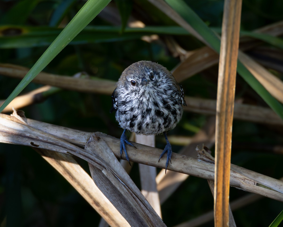 Marsh Antwren - ML618292882