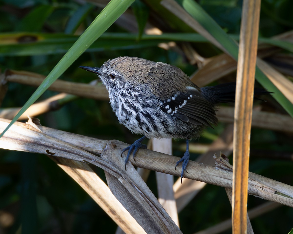 Marsh Antwren - ML618292883