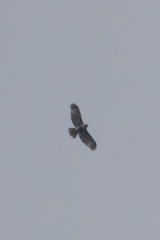 Red-tailed Hawk - Mathias & Sharon Mutzl