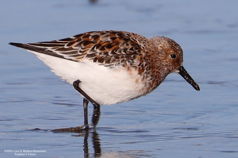 Sanderling - Lisa Walker-Roseman