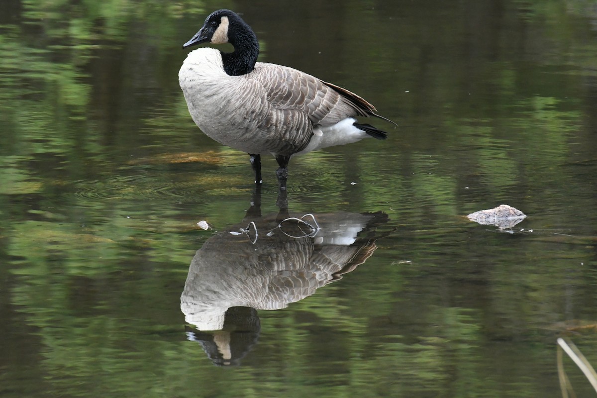 Canada Goose - Heather Pickard