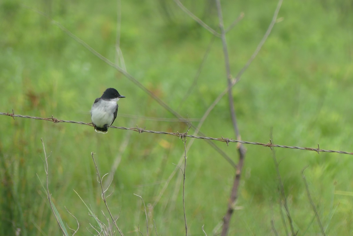 Eastern Kingbird - Brian Jones