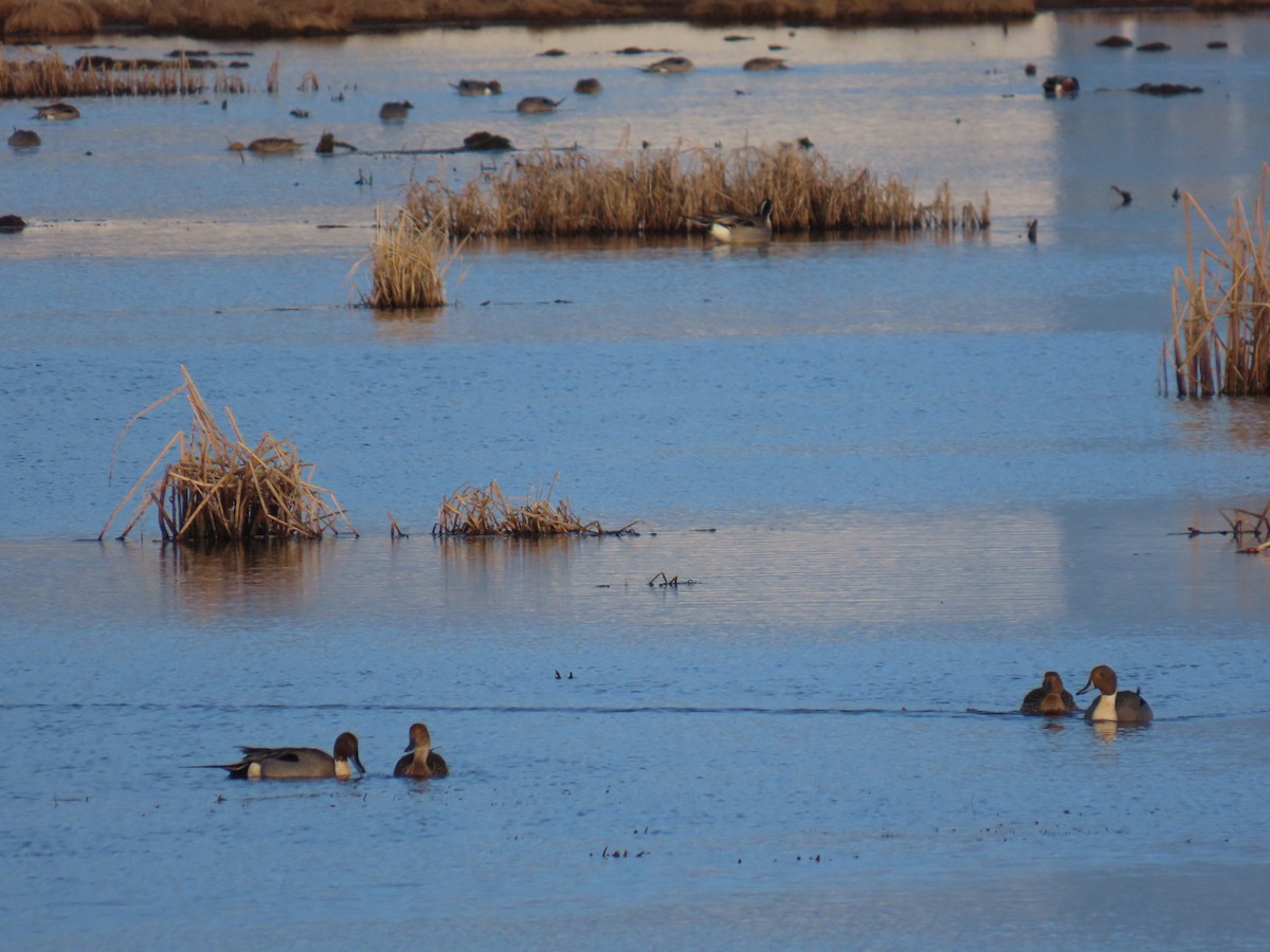 Northern Pintail - Laura Burke