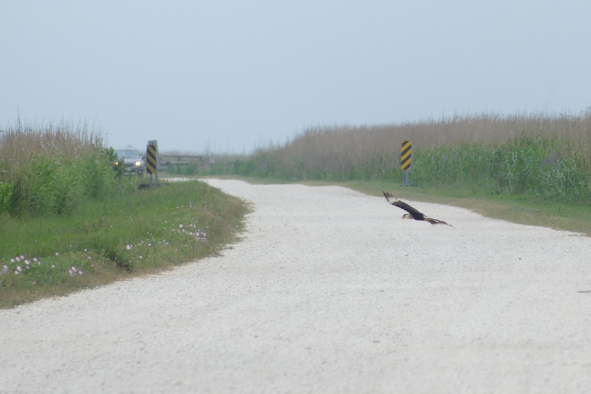 Crested Caracara - ML618292978