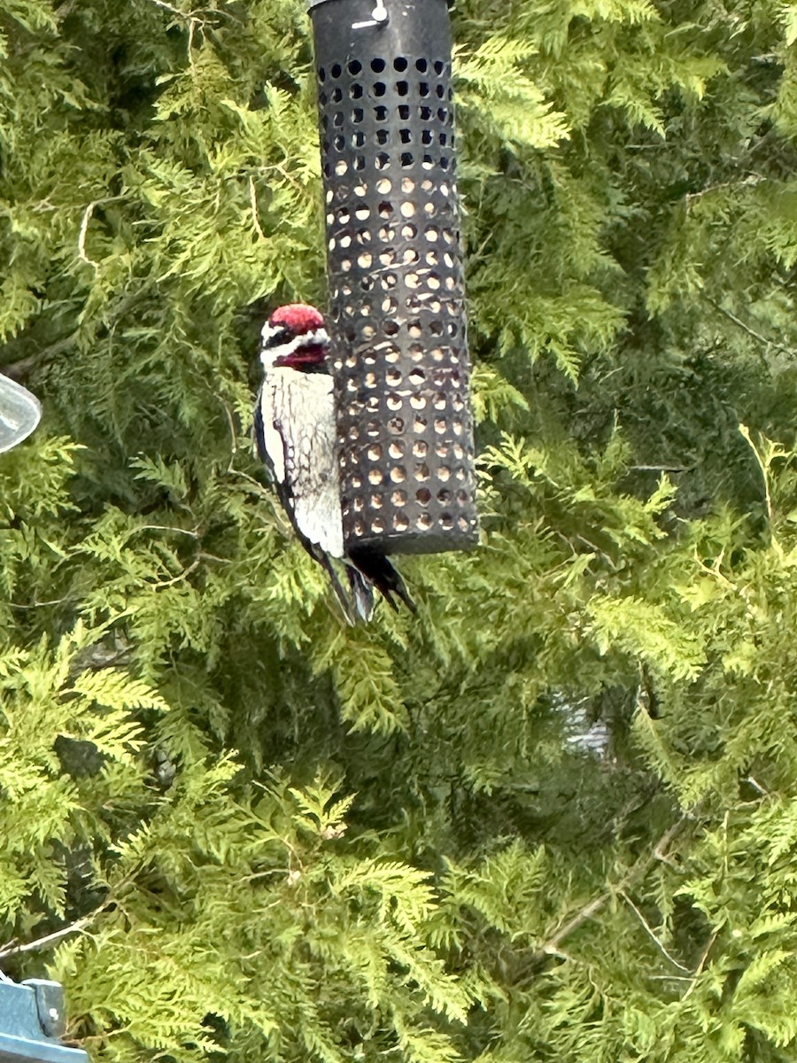 Yellow-bellied Sapsucker - Cat Graydon