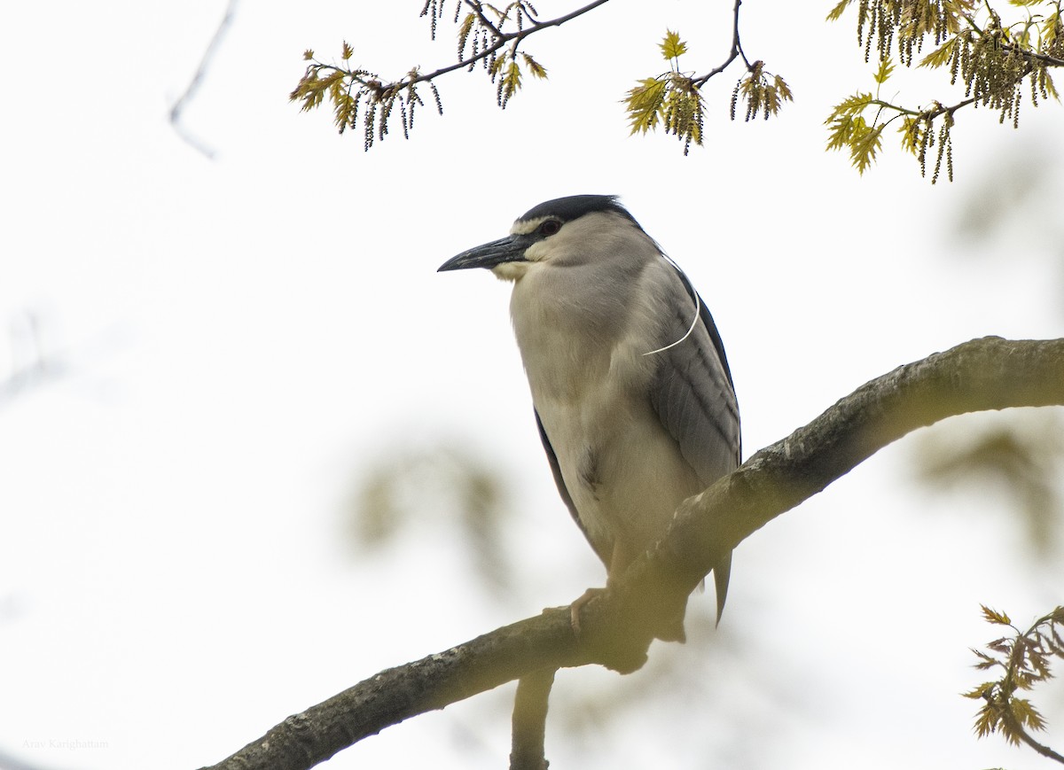 Black-crowned Night Heron - Arav and Aranya Karighattam