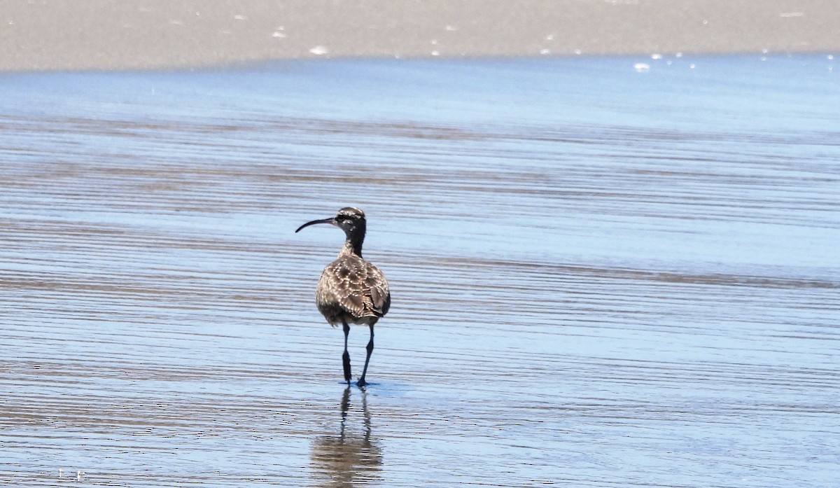 Whimbrel - Fernando Angulo - CORBIDI