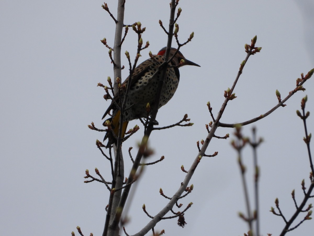 Northern Flicker - Olivier Dansereau