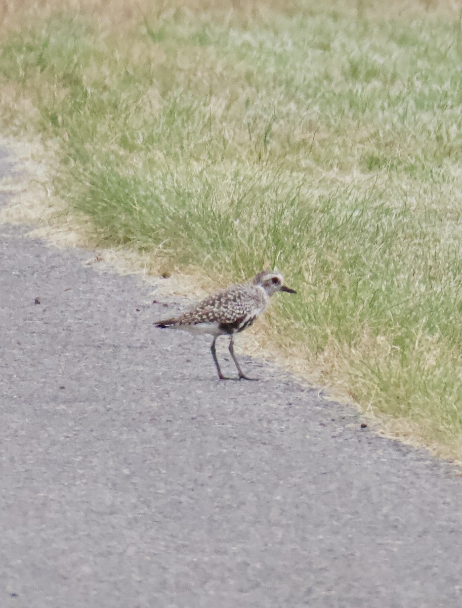 Black-bellied Plover - ML618292994