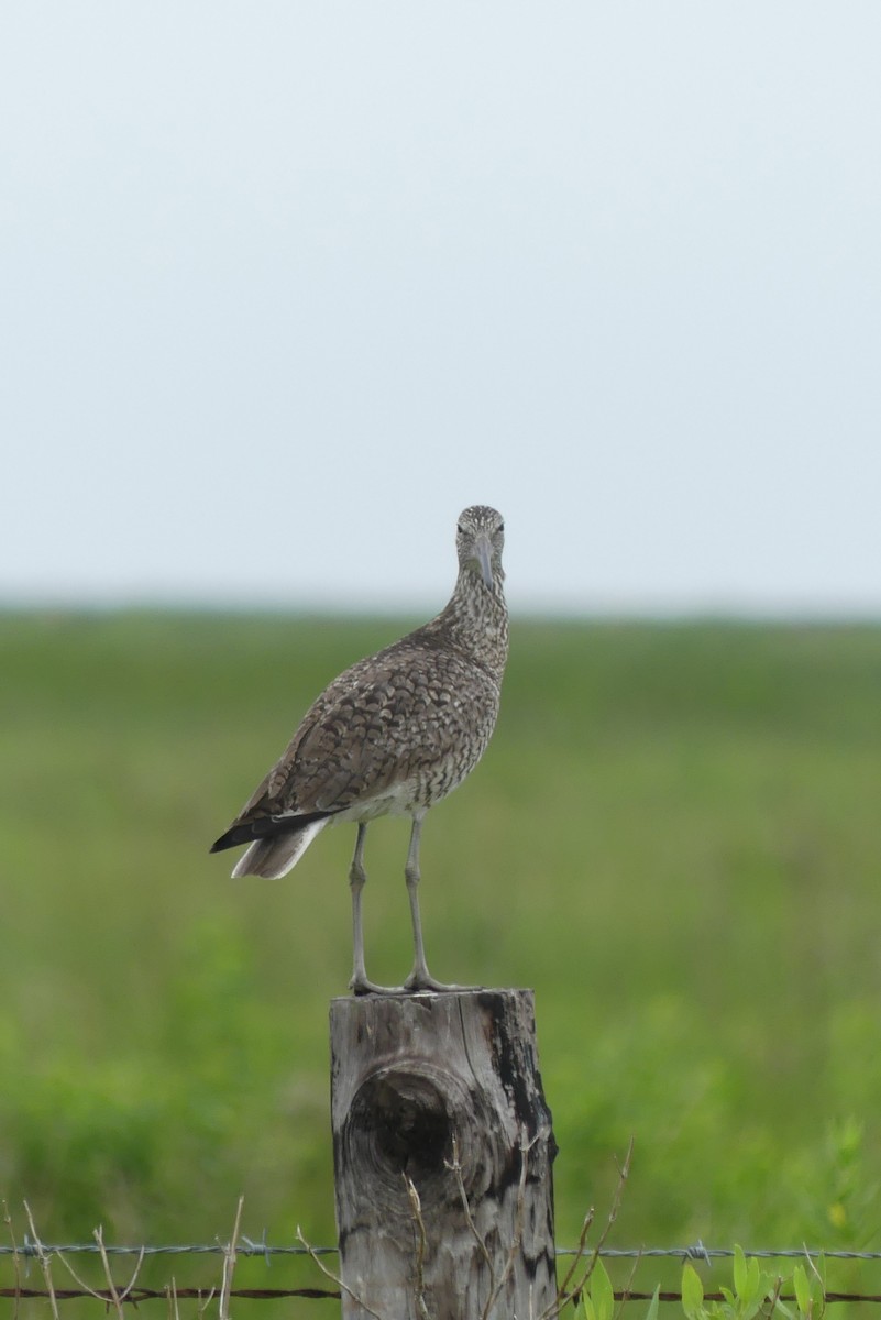 Willet - ML618292997