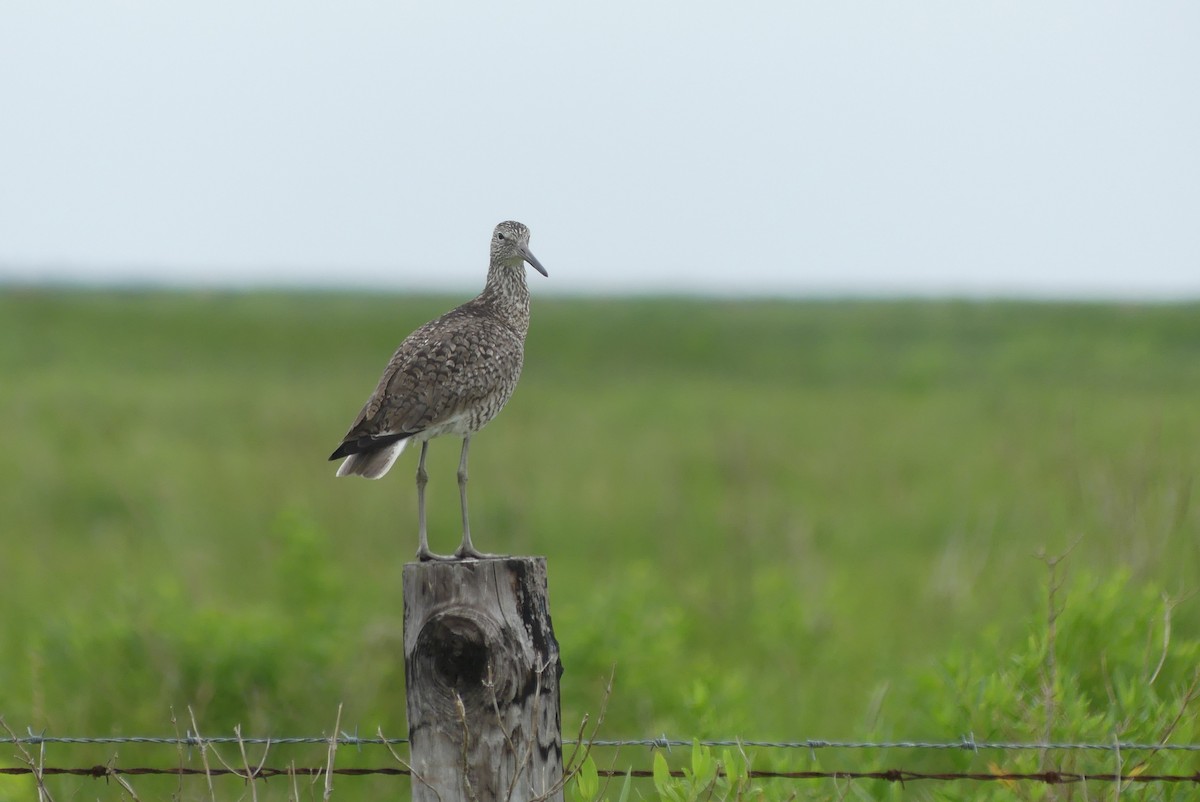 Willet - Brian Jones