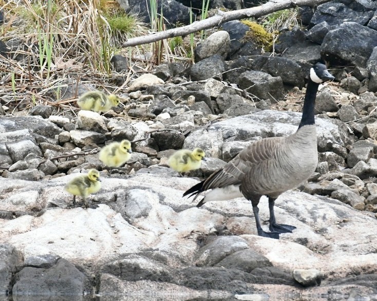 Canada Goose - Heather Pickard