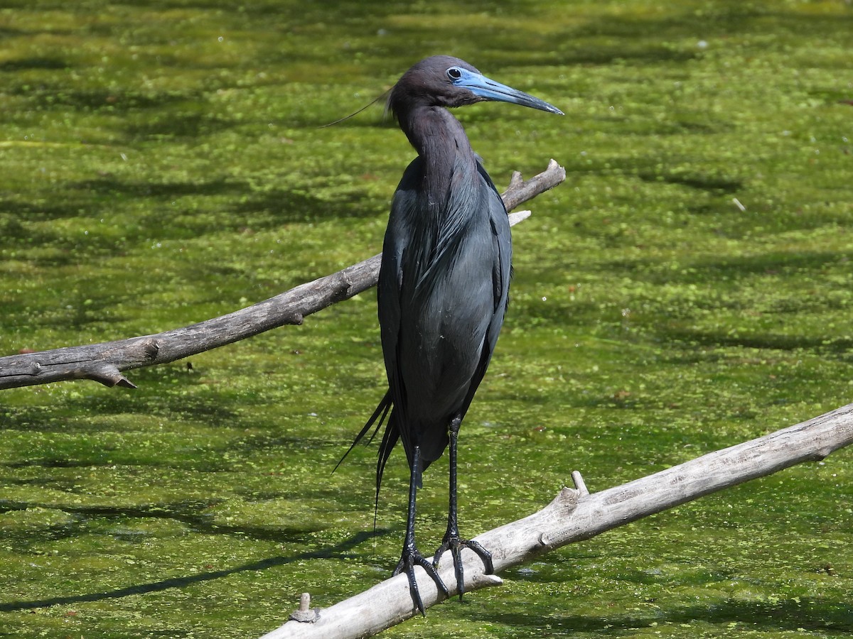 Little Blue Heron - Mike Thelen