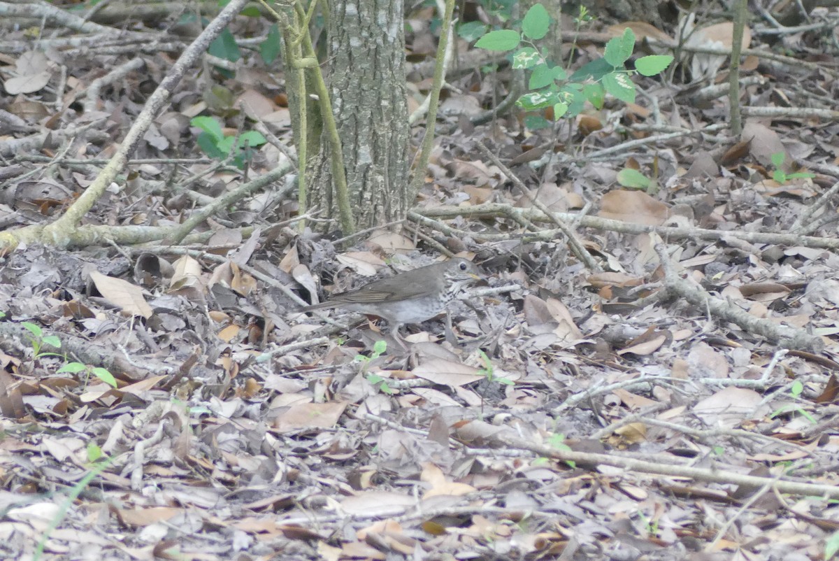 Gray-cheeked Thrush - ML618293024