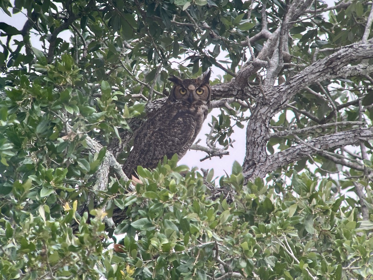 Great Horned Owl - Christian Walker