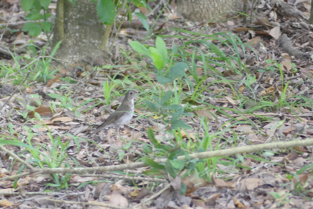 Gray-cheeked Thrush - ML618293027