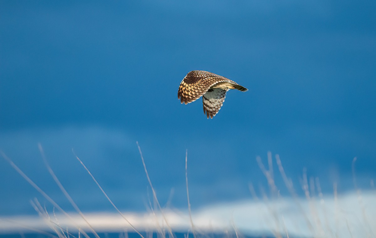 Short-eared Owl - Scott O'Donnell