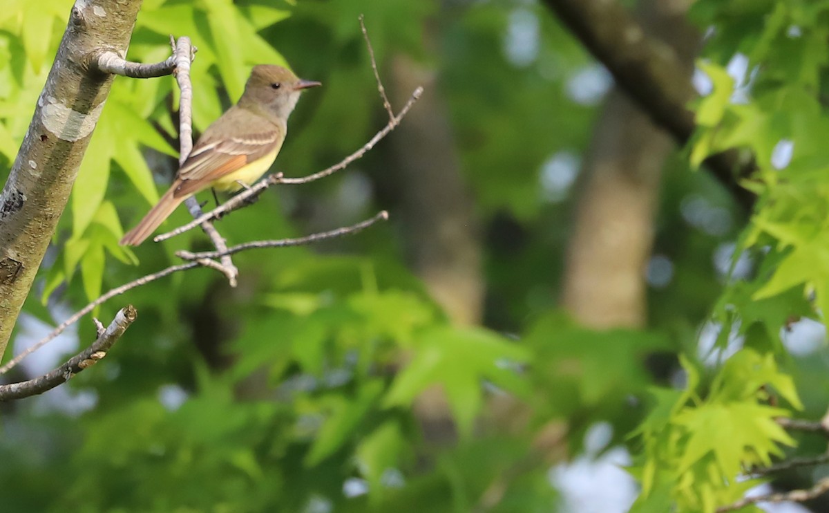 Great Crested Flycatcher - Rob Bielawski