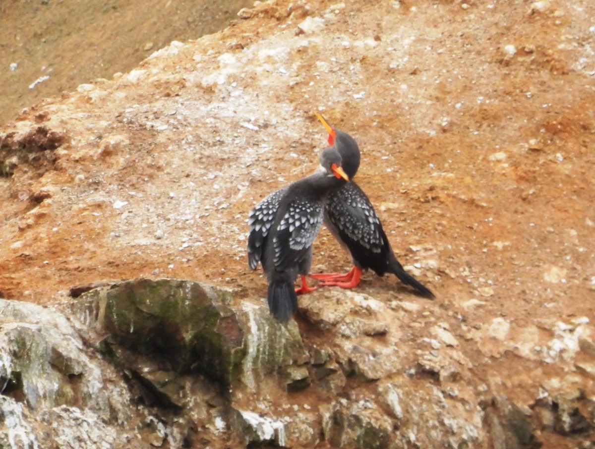 Red-legged Cormorant - Fernando Angulo - CORBIDI