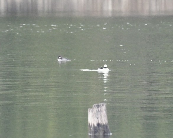 Bufflehead - Heather Pickard