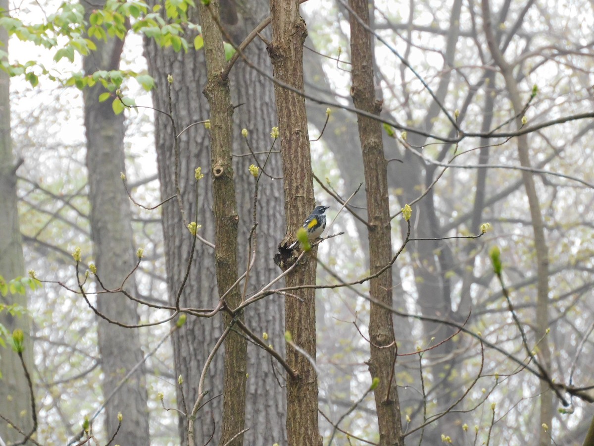 Yellow-rumped Warbler (Myrtle) - Charles Chu