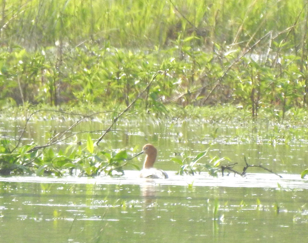 American Avocet - Logan Harlan