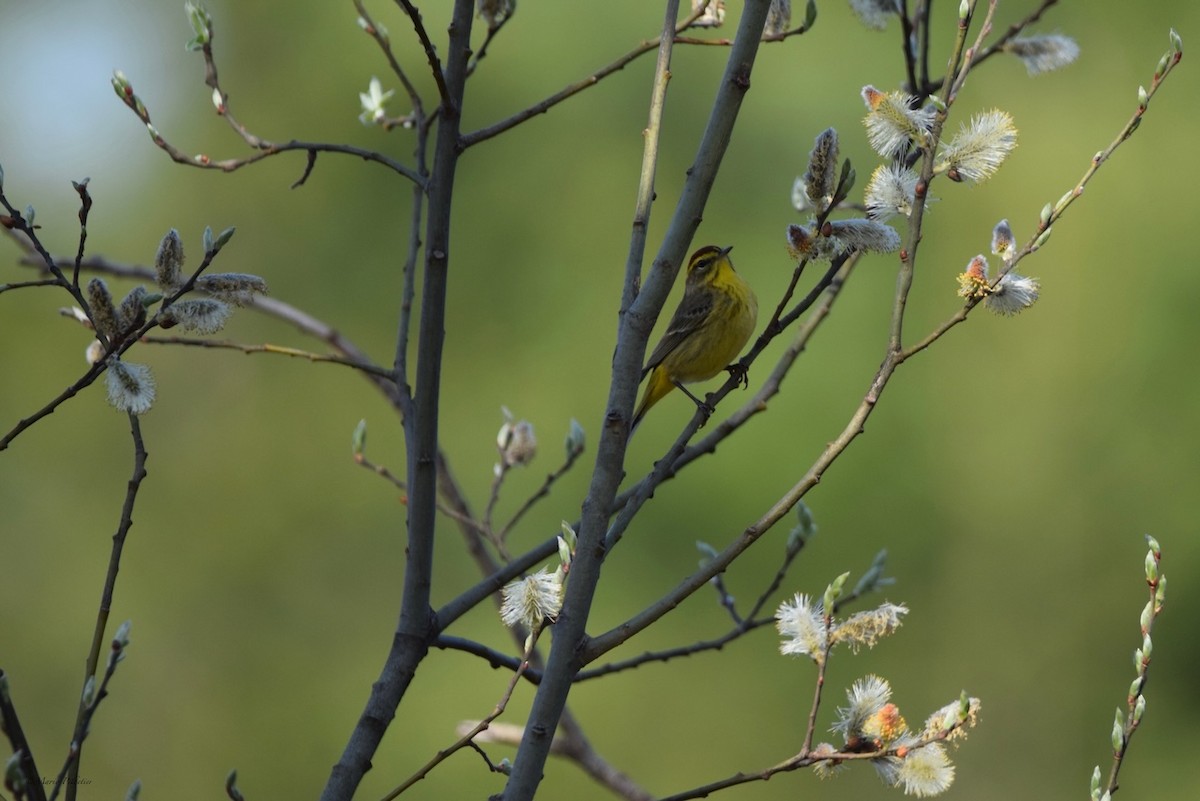 Palm Warbler - Mario Pelletier