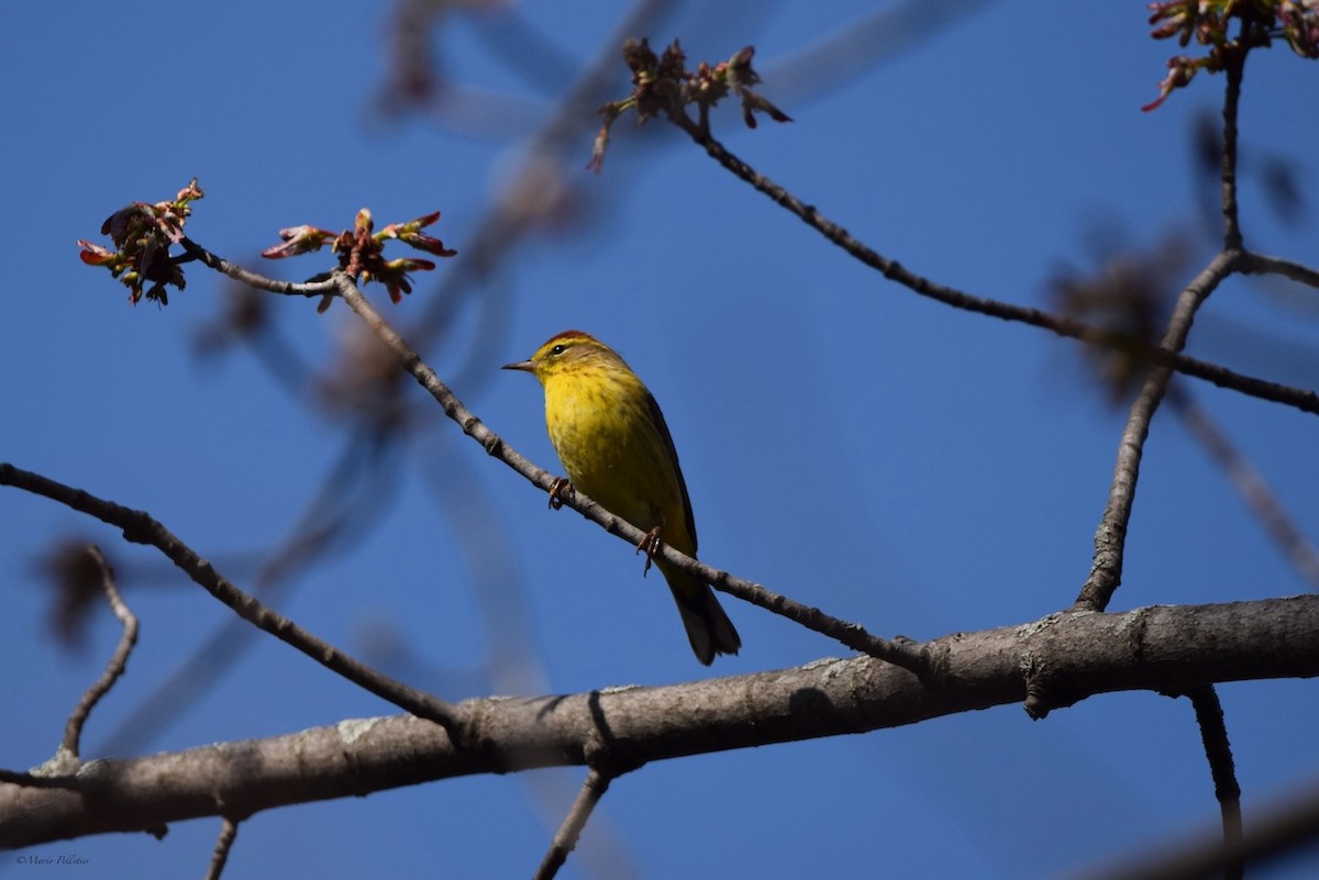 Palm Warbler - Mario Pelletier