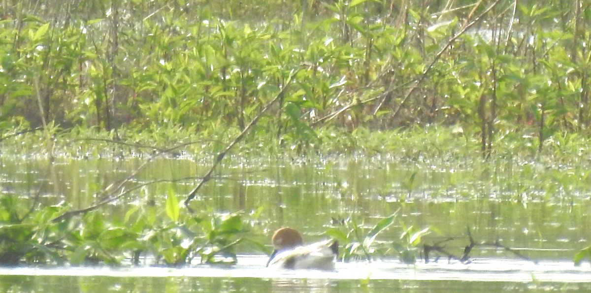 Avoceta Americana - ML618293098