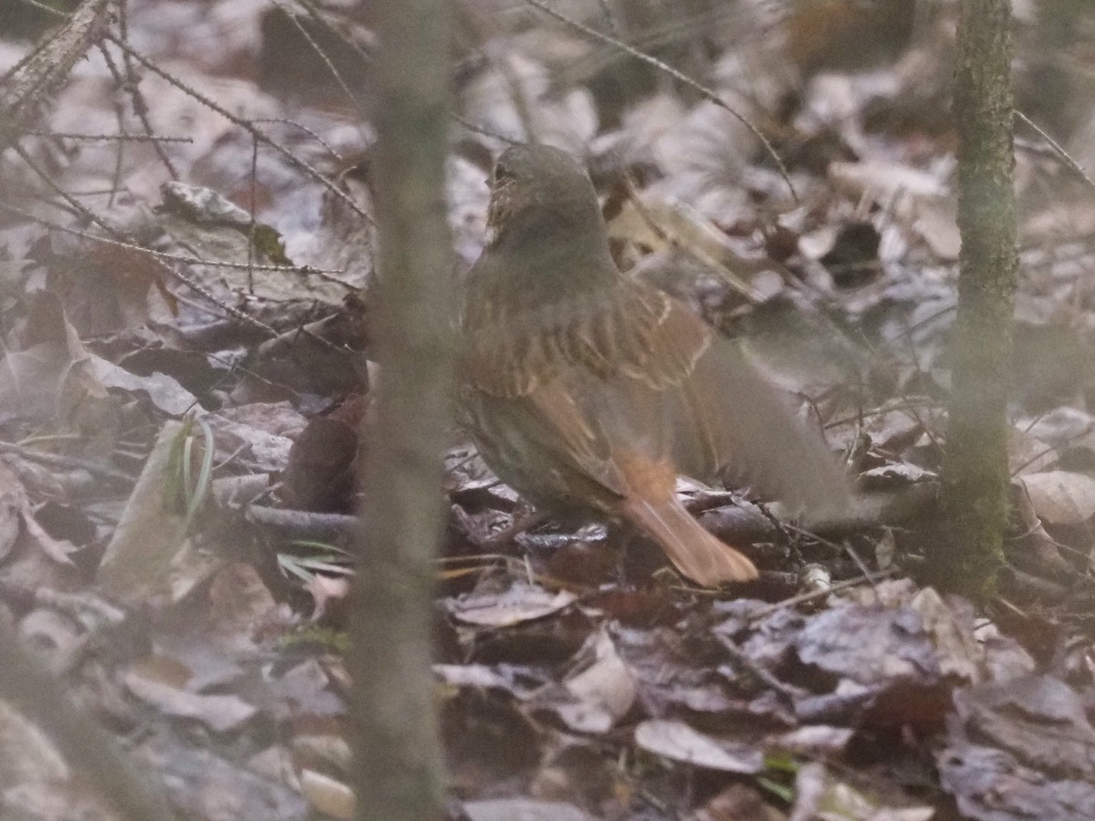 strnadec kaštanový (ssp. iliaca/zaboria) - ML618293102