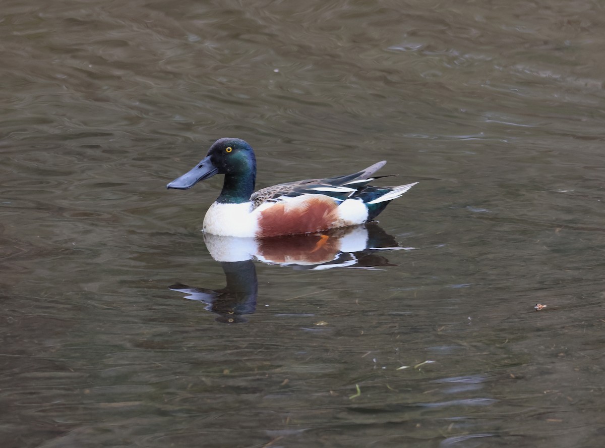 Northern Shoveler - ML618293107